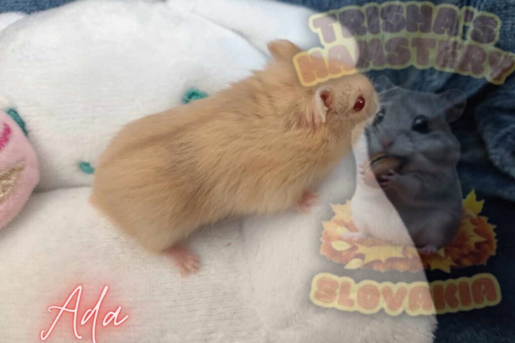 škrečok Campbellov z Trisha's Hamstery Slovakia