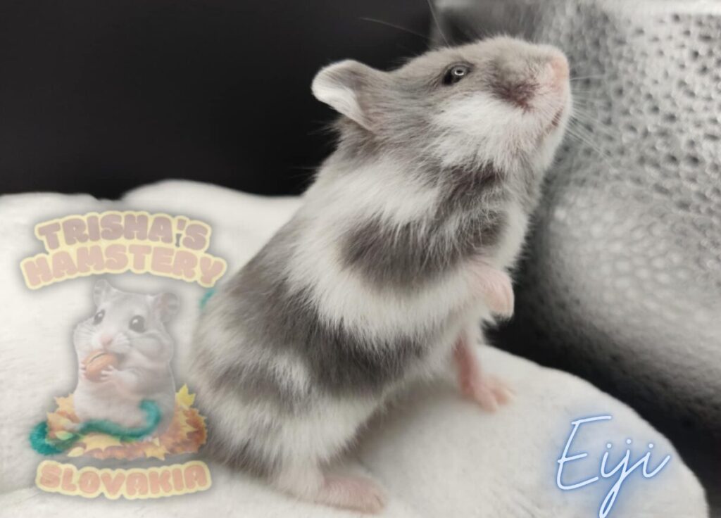 škrečok Campbellov Trisha's Hamstery Slovakia