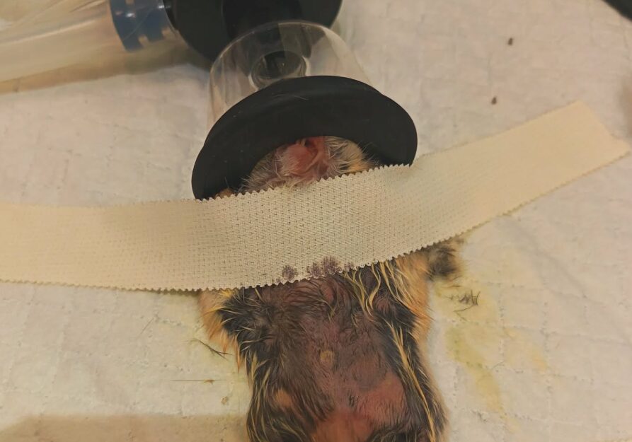 chorý škrečok a návšteva veterinárnej kliniky X-VET